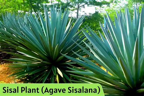 sisal advantages